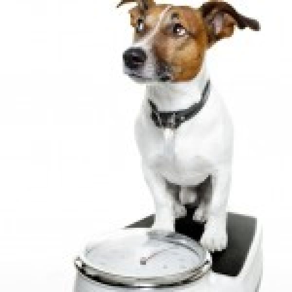 JRT on scales
